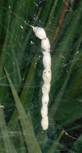 Cyrtophora citricola